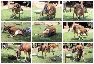 A cow giving birth step by step A cow giving birth, step by step