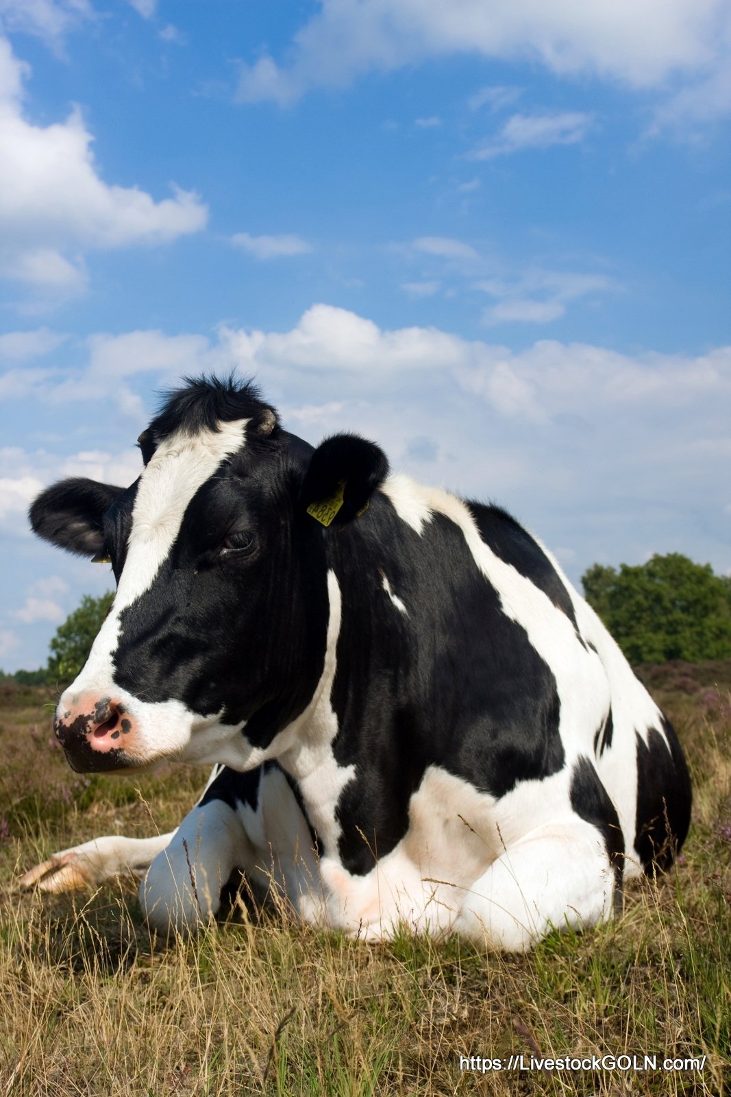 গরুর দুধ দিয়ে দই বা যে কোনো একটি খাদ্য তৈরি করা