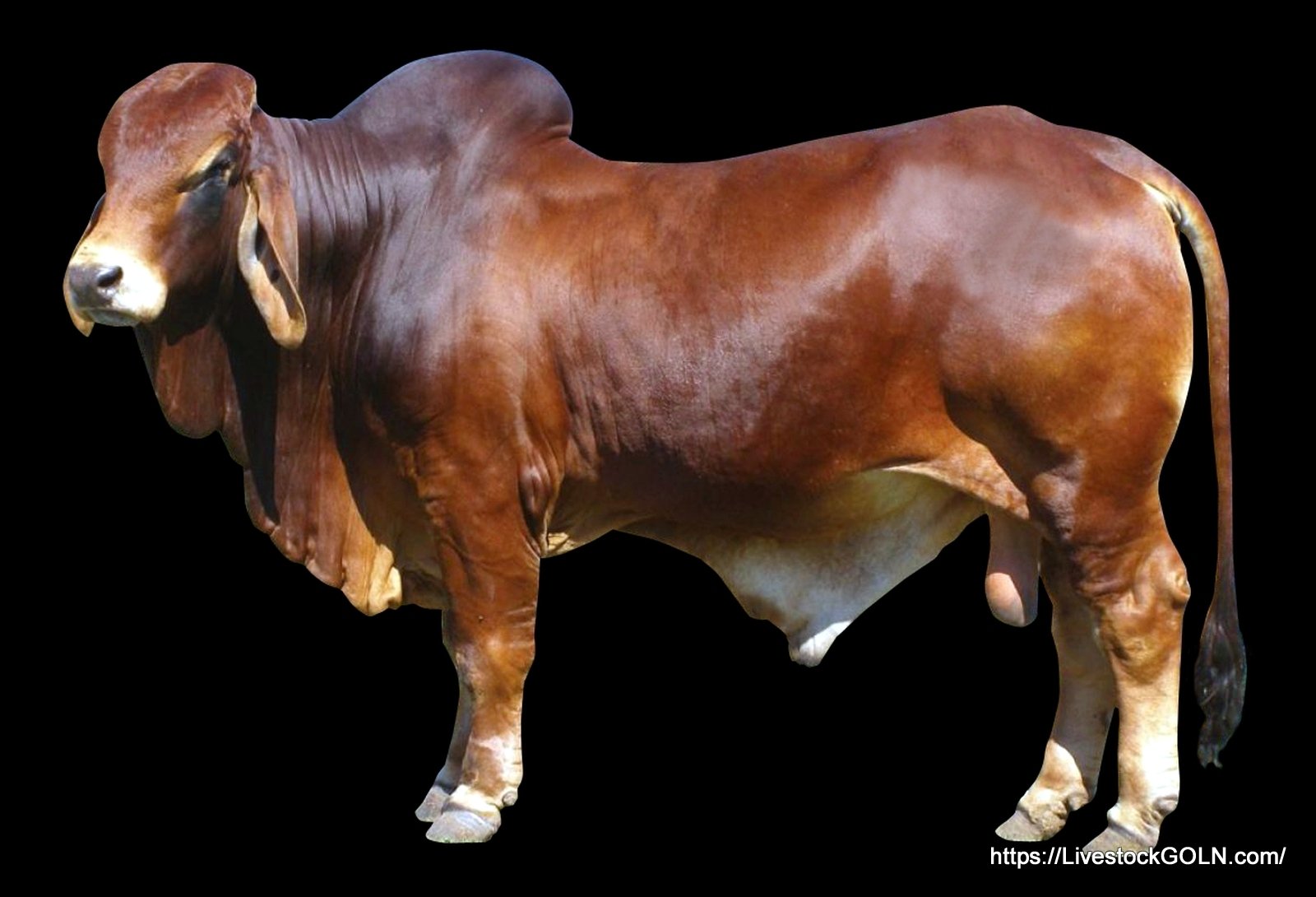 সংকর জাতের গরুর বৈশিষ্ট্য 2 সংকর জাতের গরুর বৈশিষ্ট্য