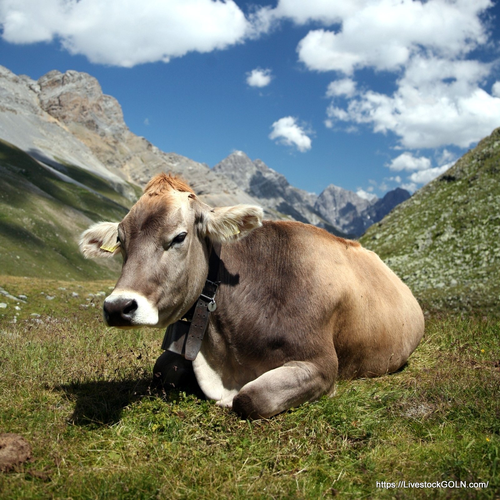 গৃহপালিত পশুর গুরুত্ব 2 গৃহপালিত পশুর গুরুত্ব