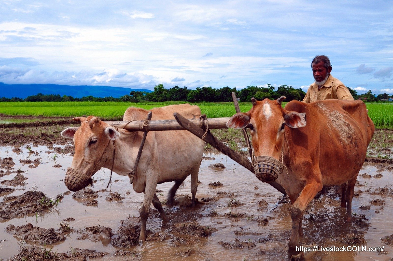 দারিদ্র দূরীকরণ ও আত্মকর্মসংস্থানে পশুর গুরুত্ব
