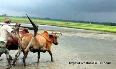 পশু দিয়ে নিজ হাতে হালচাষ করা 3 পশু দিয়ে নিজ হাতে হালচাষ করা