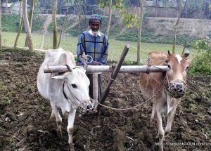 বাংলাদেশে গরু টানা লাঙ্গলে চাষ Traditional cultivation in Bangladesh 5 দাবিত্যাগ