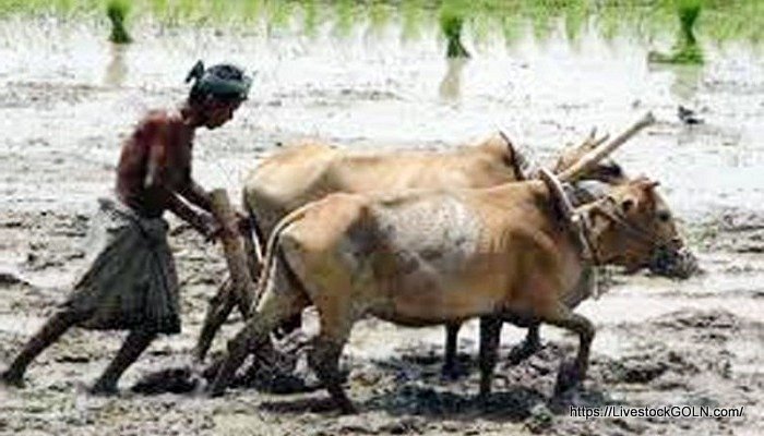 দারিদ্র দূরীকরণ ও আত্মকর্মসংস্থানে পশুর গুরুত্ব