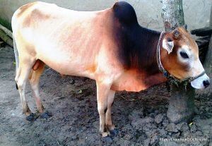 বাংলাদেশের গরু কোরবানির সুস্থ গরু চিনবেন কিভাবে?