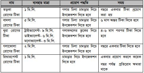 গাভীর স্বাস্থ্যসম্মত লালনপালন ও রোগপ্রতিরোধ পদ্ধতি