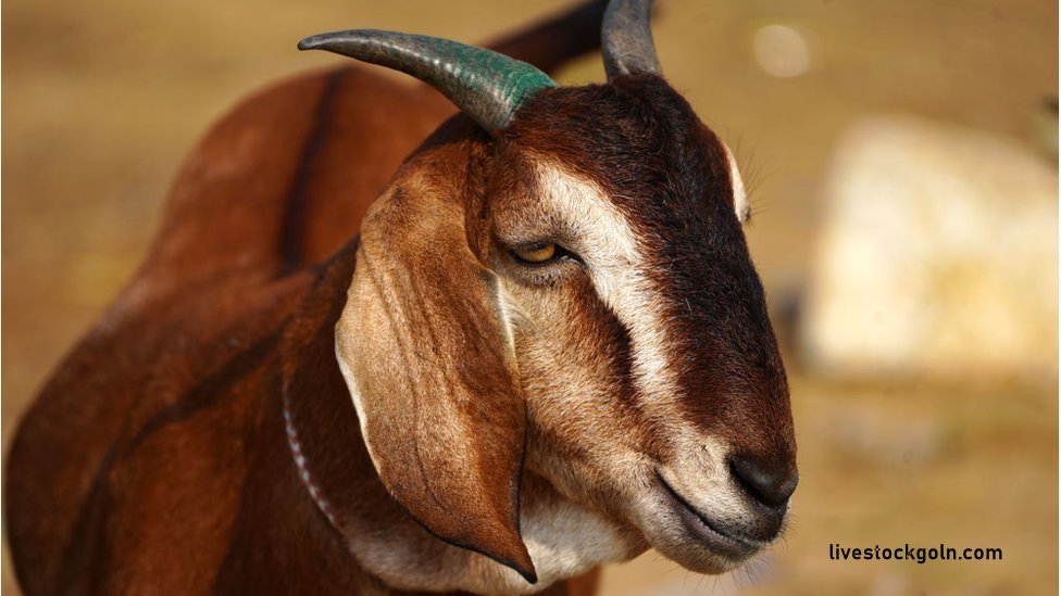 ছাগলের বাচ্চাকে খাসি বানানো 3 ছাগলের বাচ্চাকে খাসি বানানো