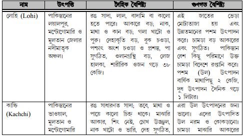 ভেড়ার জাত ও বৈশিষ্ট্য 3 ভেড়ার জাত ও বৈশিষ্ট্য