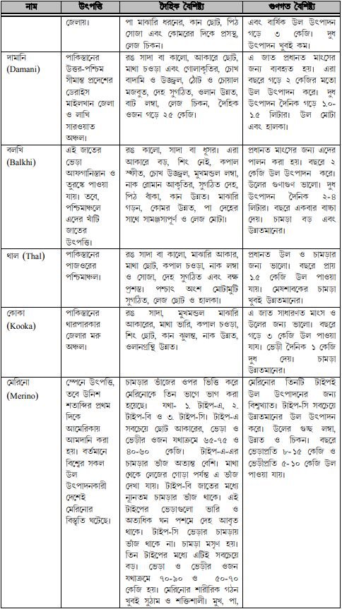 ভেড়ার জাত ও বৈশিষ্ট্য 4 ভেড়ার জাত ও বৈশিষ্ট্য