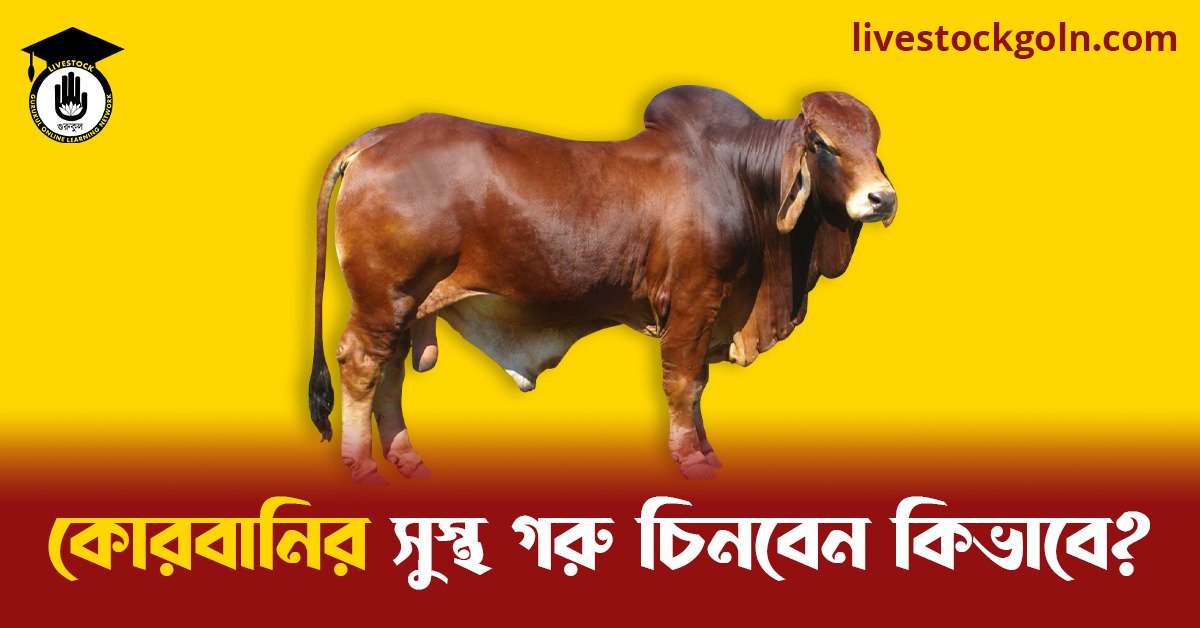 কোরবানির সুস্থ গরু চিনবেন কিভাবে কোরবানির সুস্থ গরু চিনবেন কিভাবে?