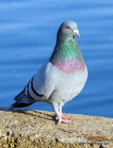 জালালি-কবুতর [ Columba livia ]