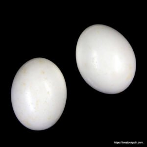 জালালি কবুতরের ডিম [ Columba livia egg ]