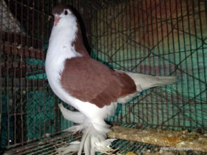 সিরাজি কবুতর