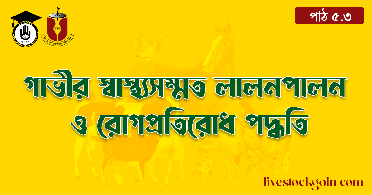 গাভীর স্বাস্থ্যসম্মত লালনপালন ও রোগপ্রতিরোধ পদ্ধতি
