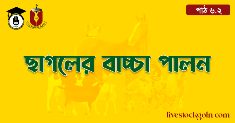 ছাগলের বাচ্চা পালন