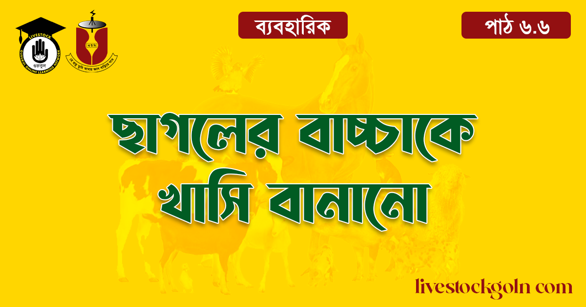 ছাগলের বাচ্চাকে খাসি বানানো 1 ছাগলের বাচ্চাকে খাসি বানানো