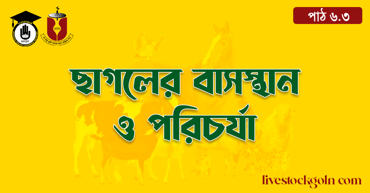 ছাগলের বাসস্থান ও পরিচর্যা