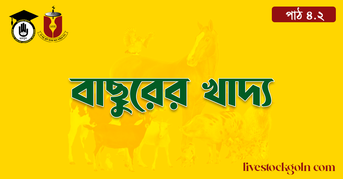 বাছুরের খাদ্য 1 বাছুরের খাদ্য