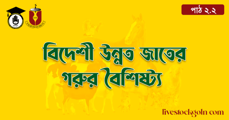 বিদেশী উন্নত জাতের গরুর বৈশিষ্ট্য