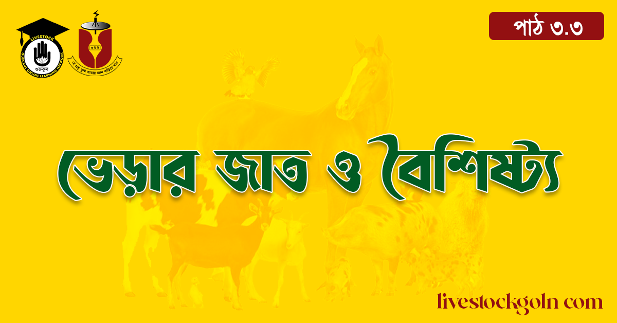 ভেড়ার জাত ও বৈশিষ্ট্য 1 ভেড়ার জাত ও বৈশিষ্ট্য