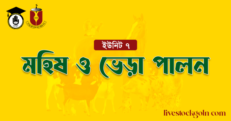 মহিষ ও ভেড়া পালন