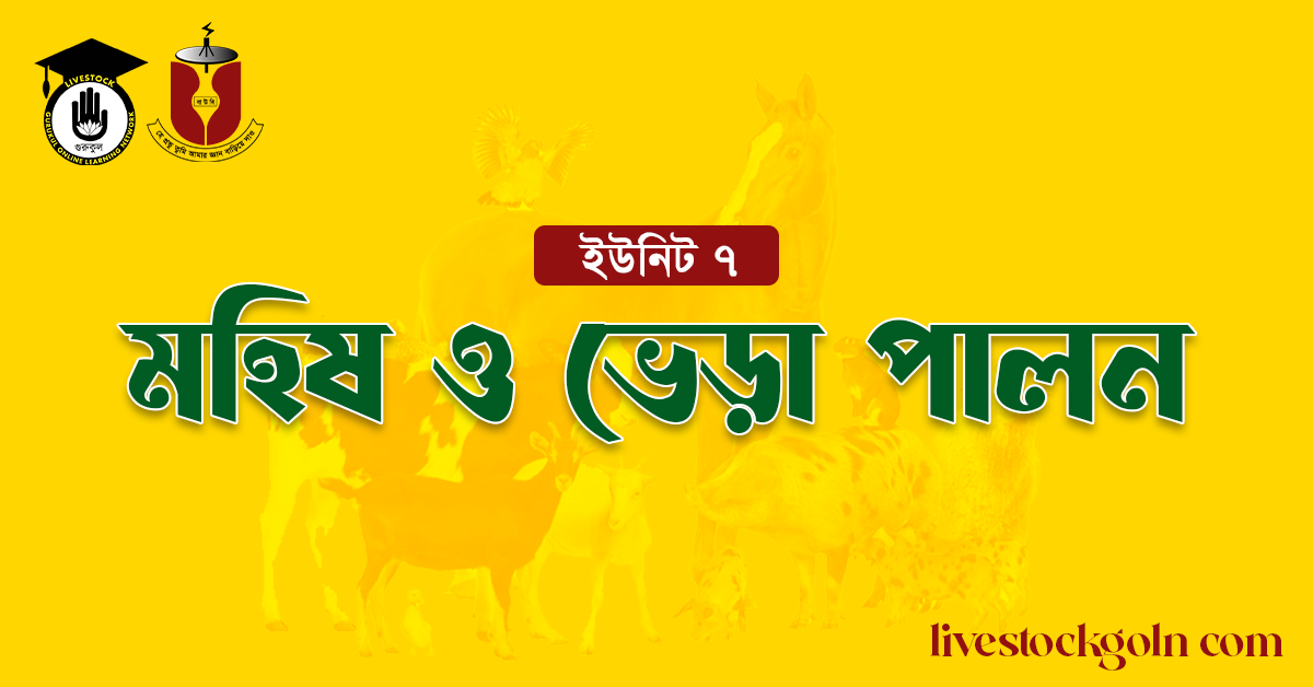 মহিষ ও ভেড়া পালন 1 মহিষ ও ভেড়া পালন