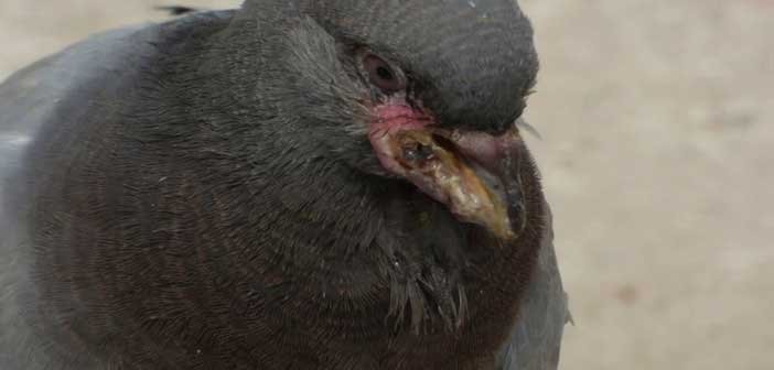 কবুতরের বসন্ত রোগ কবুতরের বসন্ত রোগ | পোল্ট্রি রিয়ারিং অ্যান্ড ফার্মিং