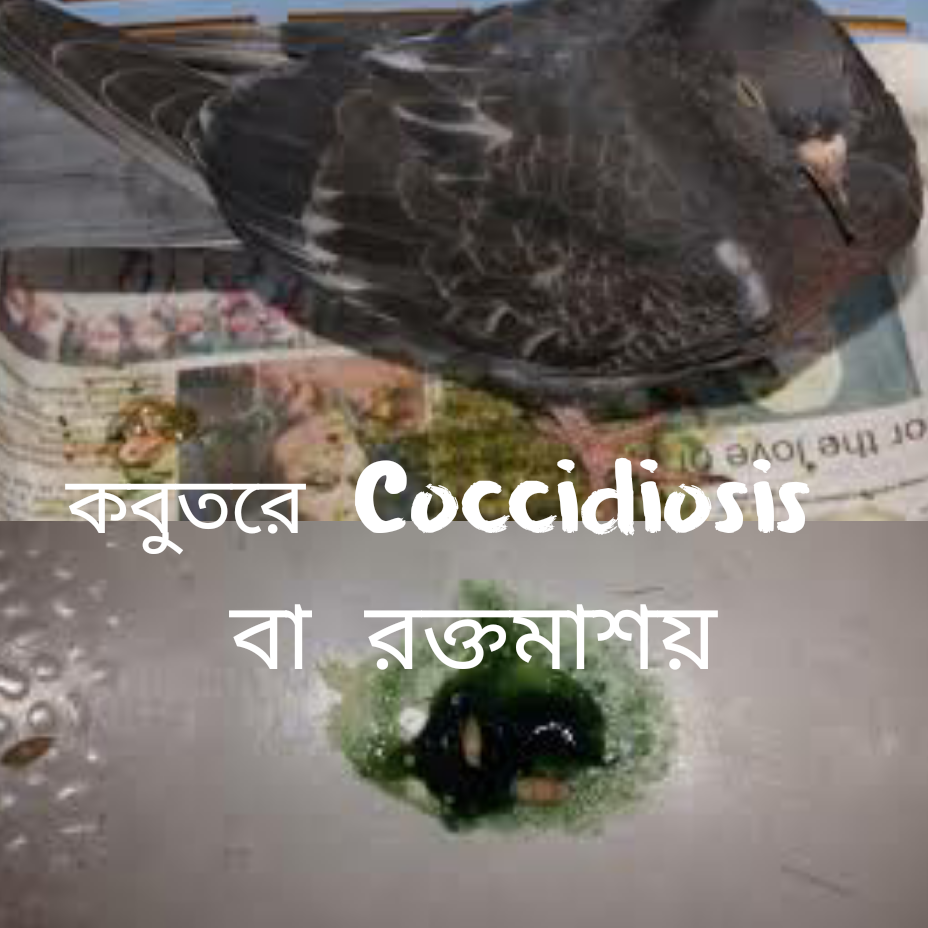 কবুতরের রক্ত আমাশয় | পোল্ট্রি রিয়ারিং অ্যান্ড ফার্মিং 2 কবুতরের রক্ত আমাশয় কবুতরের রক্ত আমাশয় | পোল্ট্রি রিয়ারিং অ্যান্ড ফার্মিং