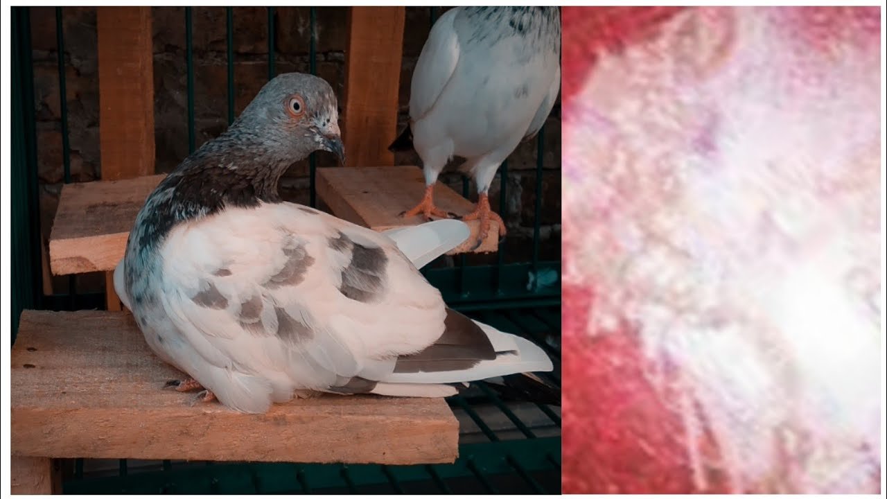 কবুতরের রানীক্ষেত রোগ 1 কবুতরের রানীক্ষেত রোগ | পোল্ট্রি রিয়ারিং অ্যান্ড ফার্মিং