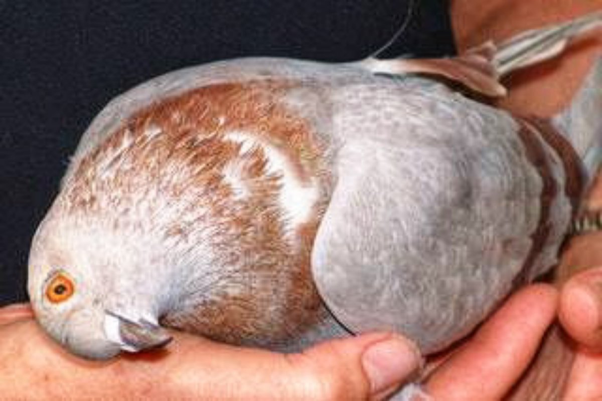 কবুতরের রানীক্ষেত রোগ