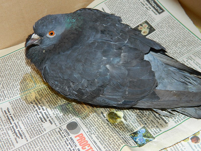 কবুতরের সালমোনেলোসিস রোগ | পোল্ট্রি রিয়ারিং অ্যান্ড ফার্মিং 2 কবুতরের সালমোনেলোসিস রোগ