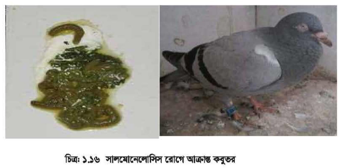 কবুতরের সালমোনেলোসিস রোগ | পোল্ট্রি রিয়ারিং অ্যান্ড ফার্মিং 3 কবুতরের সালমোনেলোসিস রোগ কবুতরের সালমোনেলোসিস রোগ | পোল্ট্রি রিয়ারিং অ্যান্ড ফার্মিং
