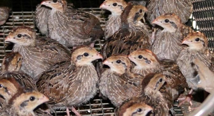 কেন কোয়েল পালন করবেন | পোলট্রি রেয়ারিং এন্ড ফার্মিং 3 কোয়েল পাখি 1 কেন কোয়েল পালন করবেন | পোলট্রি রেয়ারিং এন্ড ফার্মিং