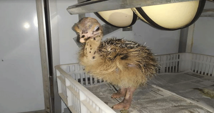 মুরগির বাচ্চার সেক্সিং | পোল্ট্রি রিয়ারিং অ্যান্ড ফার্মিং 3 ডিম থেকে বাচ্চা 1 মুরগির বাচ্চার সেক্সিং | পোল্ট্রি রিয়ারিং অ্যান্ড ফার্মিং