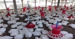 পোল্ট্রির অর্থনৈতিক গুরুত্ব 1 পোল্ট্রির অর্থনৈতিক গুরুত্ব | পোল্ট্রি রিয়ারিং অ্যান্ড ফার্মিং ১