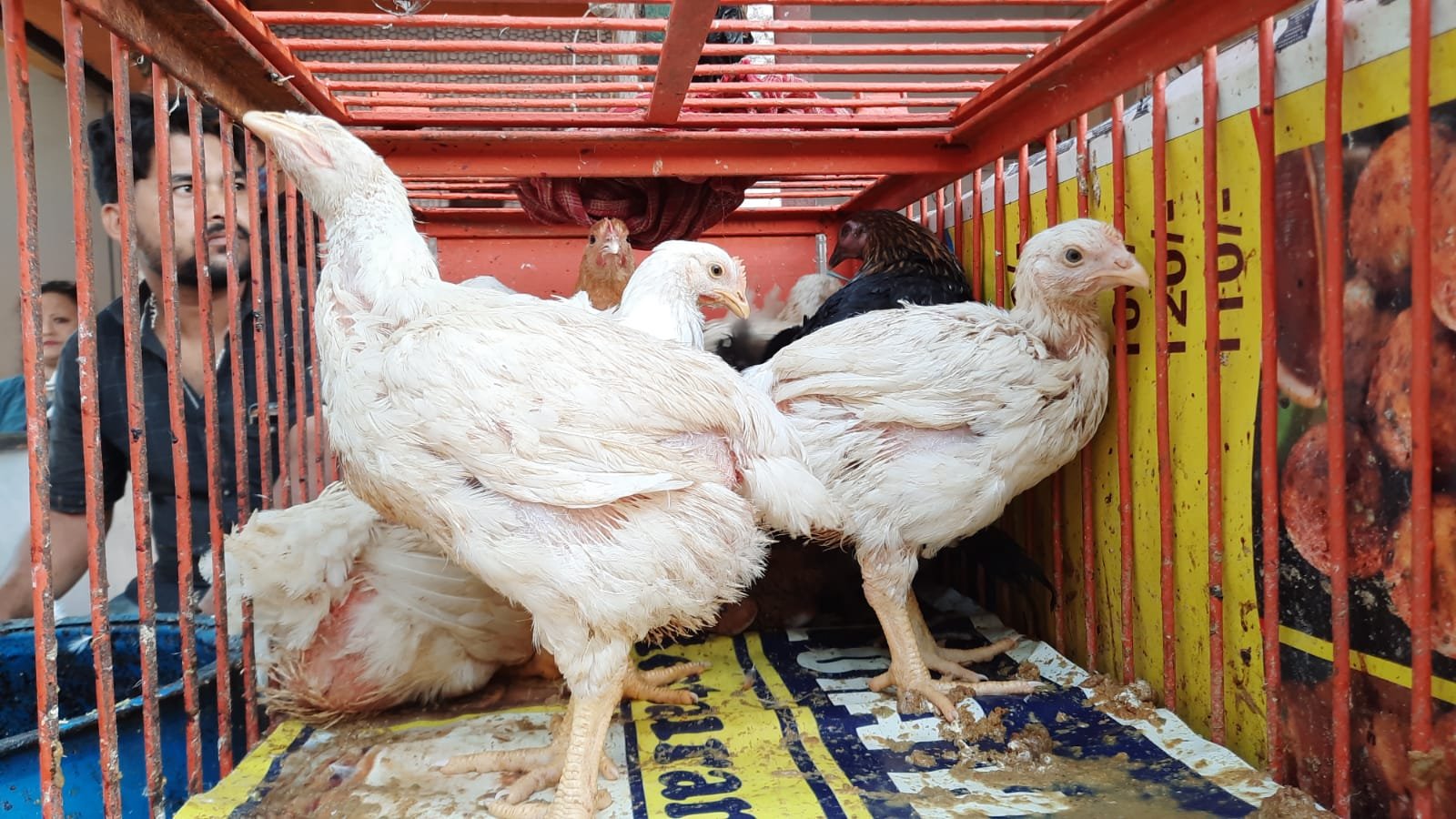 ব্রয়লা 2 ব্রয়লারের রোগ প্রতিরোধ ব্যবস্থাপনা | পোল্ট্রি রিয়ারিং অ্যান্ড ফার্মিং