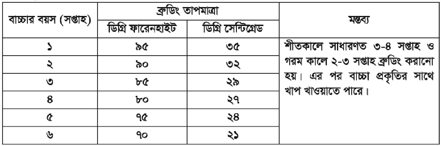 ব্রুডিং তাপমাত্রা রাজহাঁস পালন ও রাজহাঁসের জাত পরিচিতি | পোল্ট্রি রিয়ারিং অ্যান্ড ফার্মিং