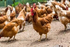 মুরগি 1 মুরগির জাত পরিচিতি | পোল্ট্রি রিয়ারিং অ্যান্ড ফার্মিং ১