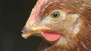 মুরগির ঠোঁট কাটার পদ্ধতি | পোল্ট্রি রিয়ারিং অ্যান্ড ফার্মিং ১ 4 মুরগির ঠোঁট কাটার পদ্ধতি 1 মুরগির ঠোঁট কাটার পদ্ধতি | পোল্ট্রি রিয়ারিং অ্যান্ড ফার্মিং ১