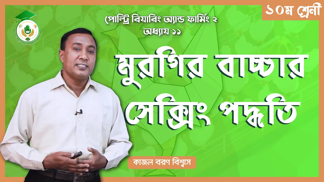 মুরগির বাচ্চার সেক্সিং | পোল্ট্রি রিয়ারিং অ্যান্ড ফার্মিং 1 মুরগির বাচ্চার সেক্সিং মুরগির বাচ্চার সেক্সিং | পোল্ট্রি রিয়ারিং অ্যান্ড ফার্মিং