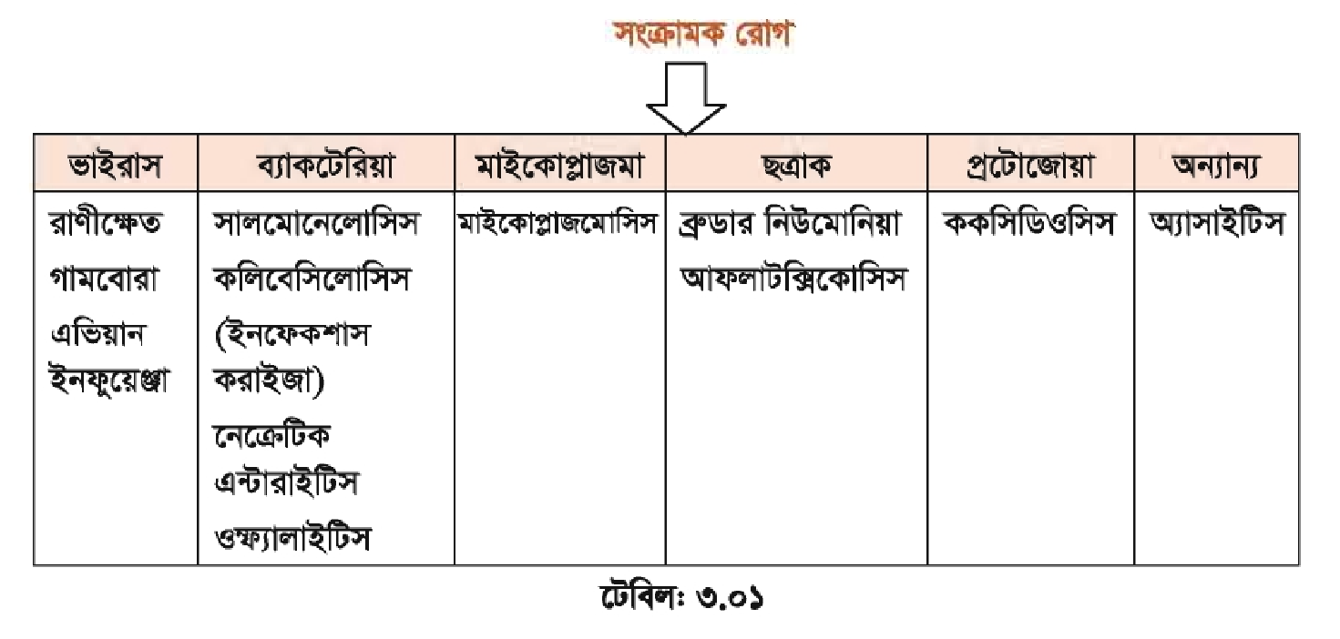 রোগ সম্পর্কে ধারণা লেয়ার মুরগির সংক্রামক রোগ | পোল্ট্রি রিয়ারিং অ্যান্ড ফার্মিং