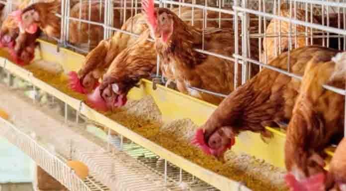 লিটারের প্রকারভেদ ও ব্যবস্থাপনা | পোল্ট্রি রিয়ারিং অ্যান্ড ফার্মিং 2 লিটারের প্রকারভেদ