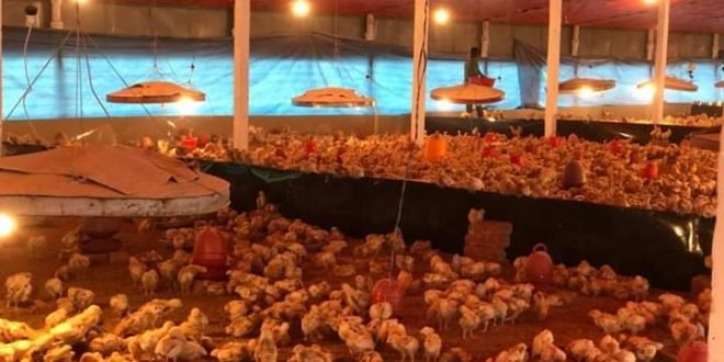 লিটারের প্রকারভেদ ও ব্যবস্থাপনা | পোল্ট্রি রিয়ারিং অ্যান্ড ফার্মিং 3 লিটারের প্রকারভেদ ও ব্যবস্থাপনা লিটারের প্রকারভেদ ও ব্যবস্থাপনা | পোল্ট্রি রিয়ারিং অ্যান্ড ফার্মিং