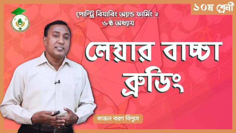 লেয়ার বাচ্চা ব্রুডিং লেয়ার বাচ্চা ব্রুডিং | পোল্ট্রি রিয়ারিং অ্যান্ড ফার্মিং