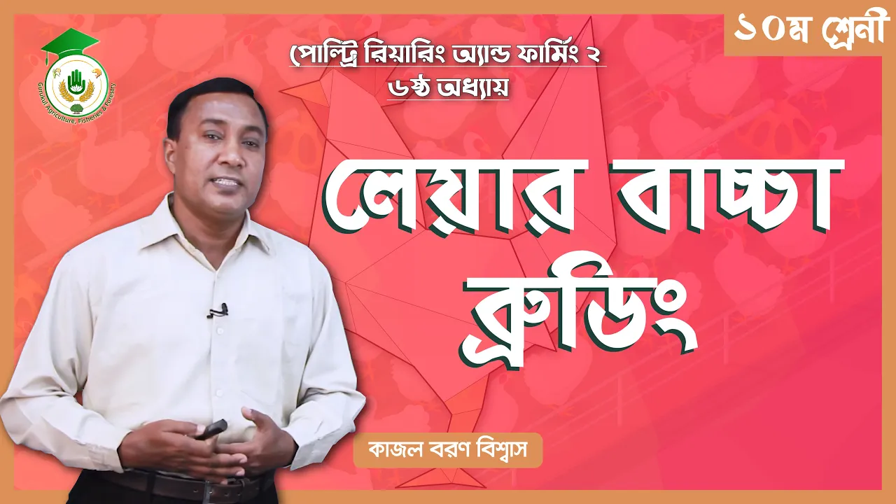 লেয়ার বাচ্চা ব্রুডিং লেয়ার বাচ্চা ব্রুডিং | পোল্ট্রি রিয়ারিং অ্যান্ড ফার্মিং