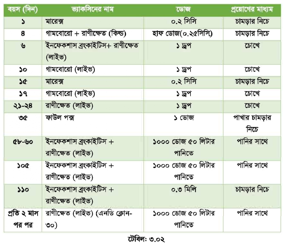 লেয়ার মুরগির টিকাদান লেয়ার মুরগির টিকাদান | পোল্ট্রি রিয়ারিং অ্যান্ড ফার্মিং