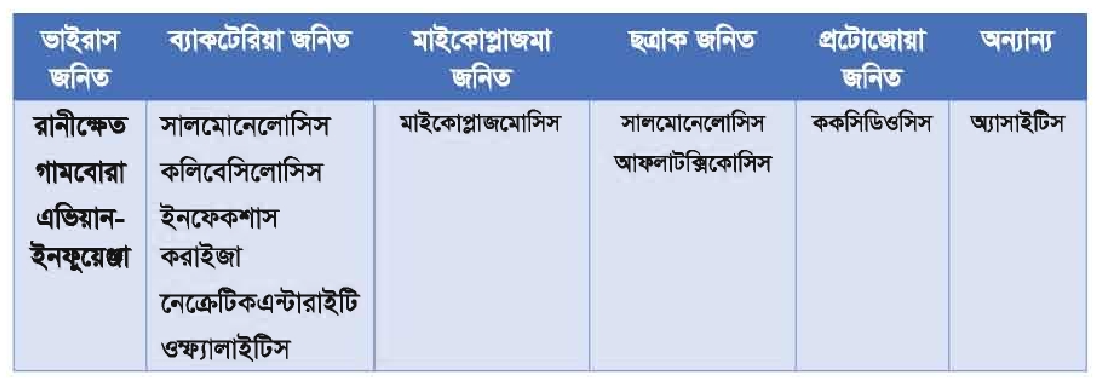 ব্রয়লার মুরগির সংক্রামক রোগ