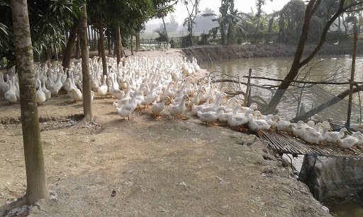 হাঁস ও মাছের সমন্বিত চাষ