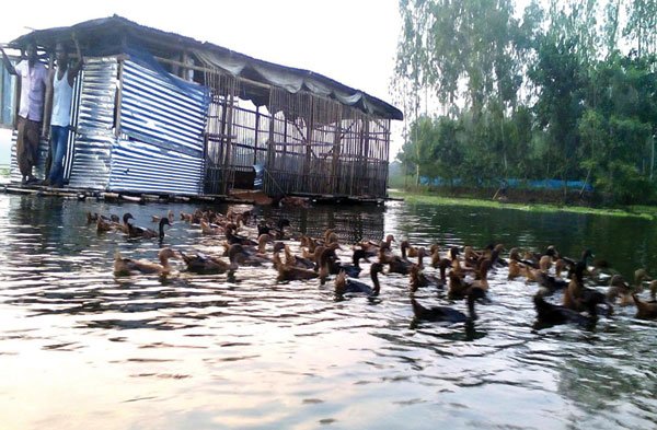 হাঁস ও মাছের সমন্বিত চাষ হাঁস ও মাছের সমন্বিত চাষ পদ্ধতি | পোল্ট্রি রিয়ারিং অ্যান্ড ফার্মিং