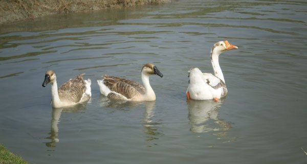 হাঁস পালন পদ্ধতি 1 হাঁসের শ্রেণিবিন্যাস | পোল্ট্রি রিয়ারিং অ্যান্ড ফার্মিং